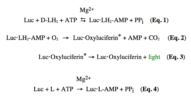 Bioluminecence reaction
