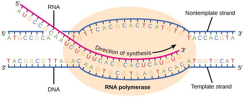 DNA transcription