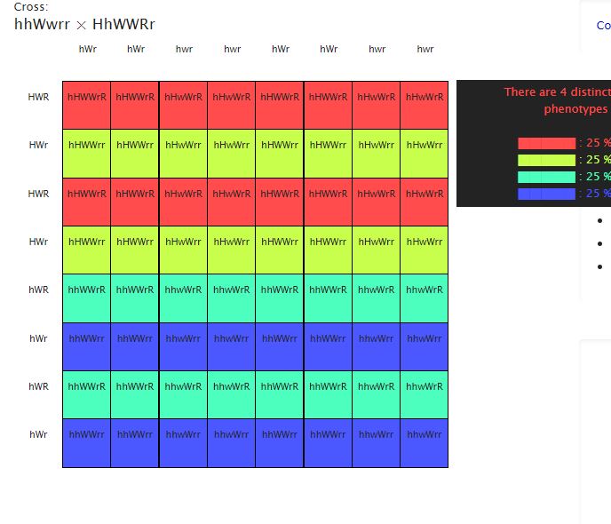 Punnett Square Demonstration 2
