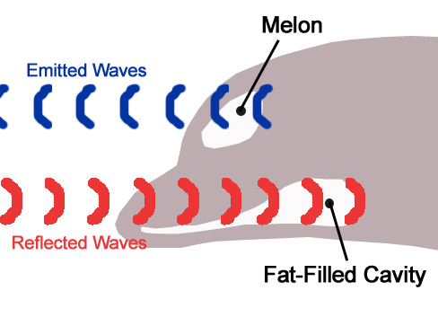 Dolphin_echolocation