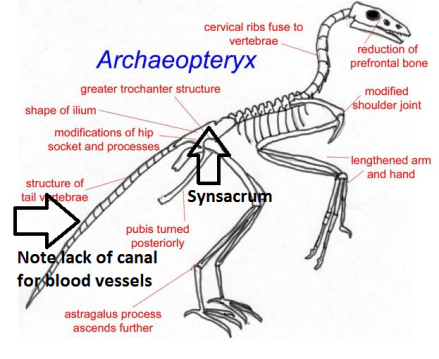 Archaeopteryx diagram.png