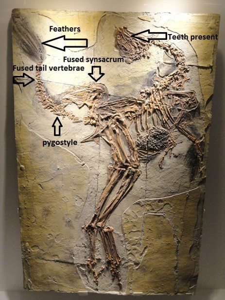 caudipteryx diagram.jpg